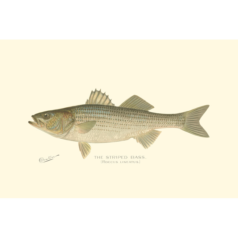 " Striped Bass " Painting Print, 20" H x 30" W x 1.25" D