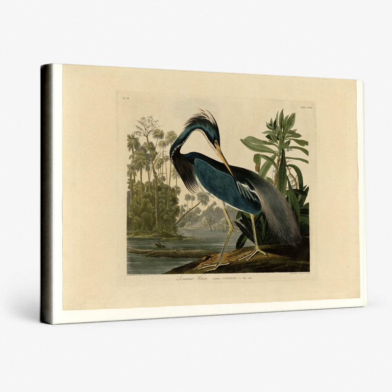 Louisiane héron (1834) - paysage, art mural sur toile, 36" W x 24" H
