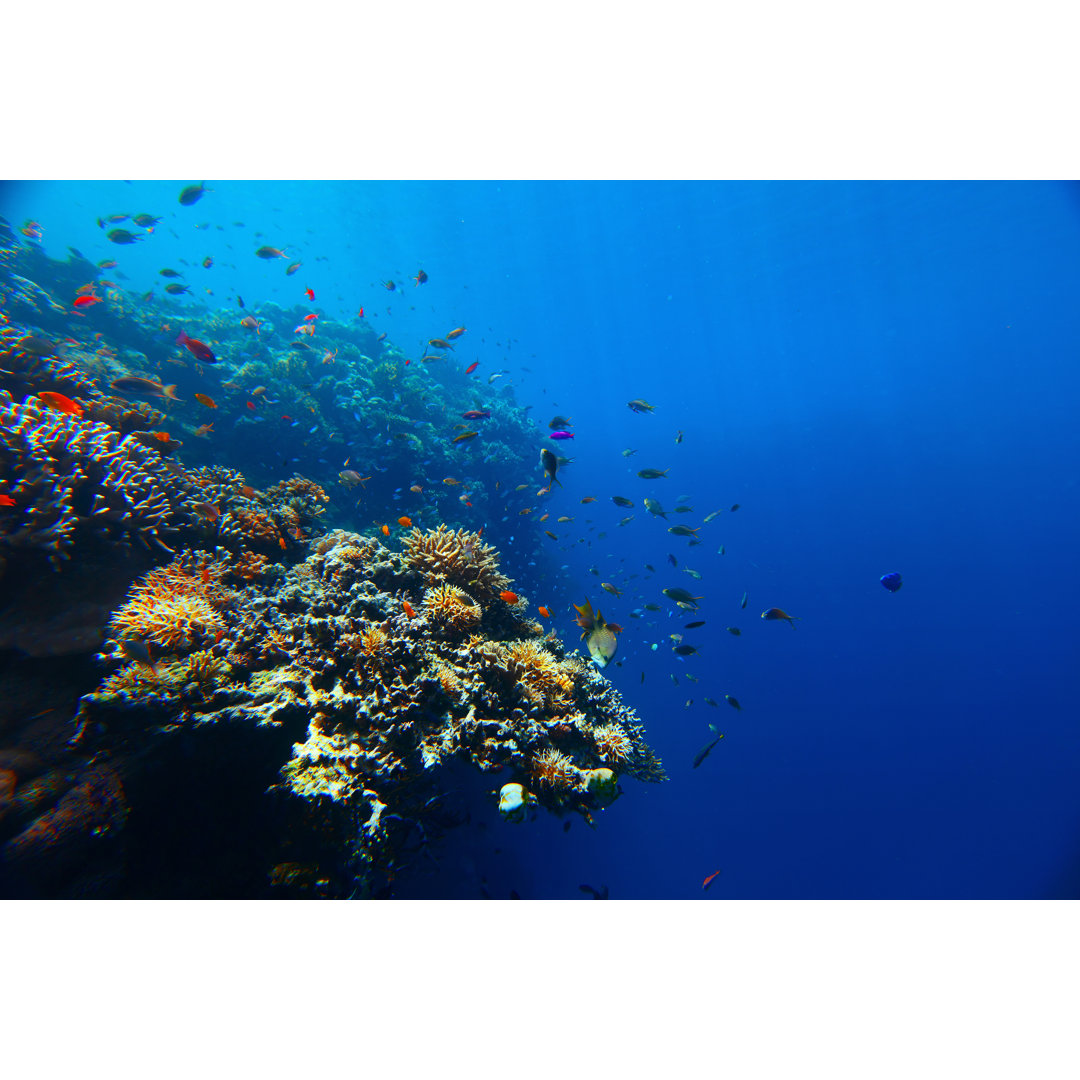 Reef by Mihtiander - Wrapped Canvas Print