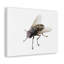 No Frame Print on Canvas-100038806