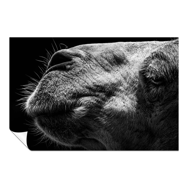 Camel Face Close Up - No Frame Print, 31cm H x 20cm W