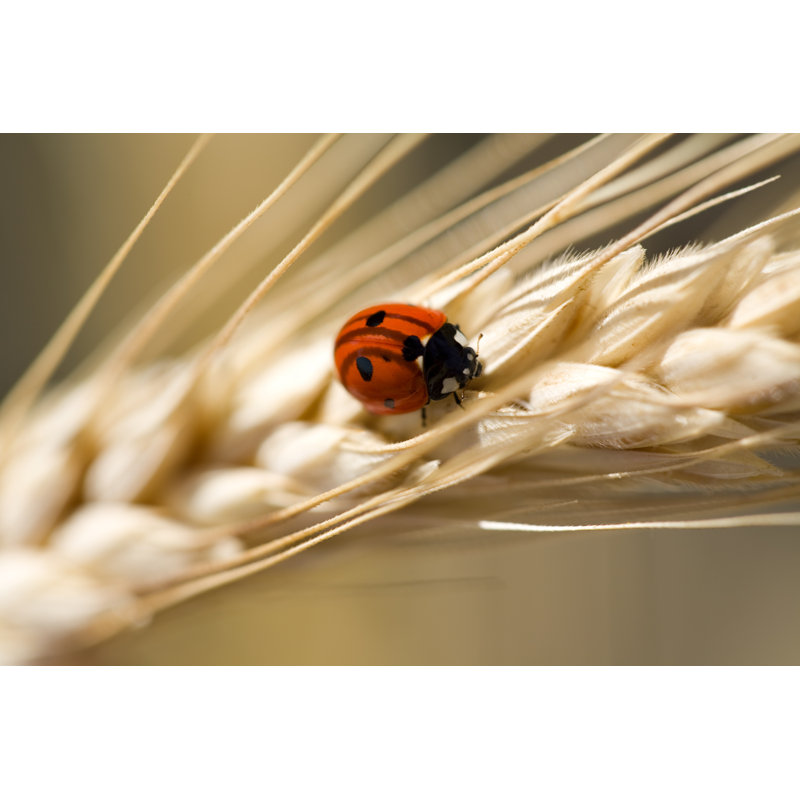 Ladybug On Wheat by Seraficus - Wrapped Canvas Print, 81cm H x 122cm W x 3.8cm D