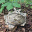 Statue de jardin classique "Earl" Toad Hollow-1476390756