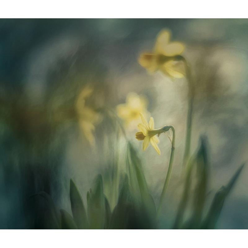 Wrapped Canvas Print, 50.8 cm H x 76.2 cm W
