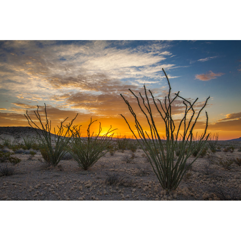 Ocotillos at Sunrise by Dlanier, 20" H x 30" W