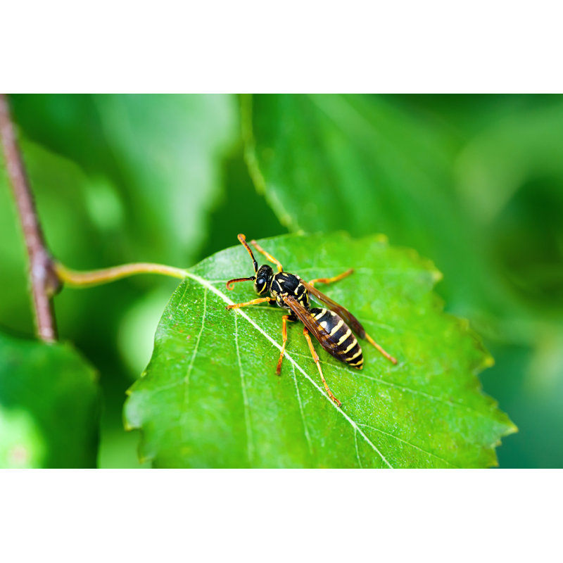 Namban Wasp Insect - Wrapped Canvas Print, 30cm H x 46cm W x 3.8cm D