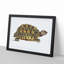 Tortoise by George Shaw - Framed Print-55642126-55642130