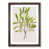 Walnut Framed