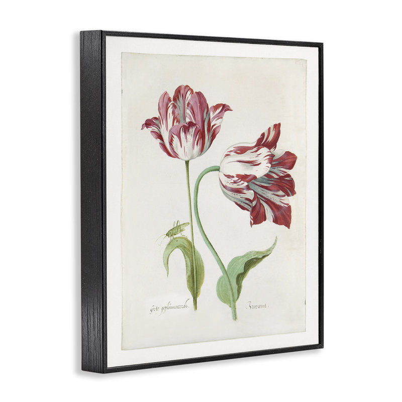 «Classic Tulip Study Gray», art de la giclée par Jacob Marrel, Giclée encadrée noir minuit, H 14 po x l 11 po