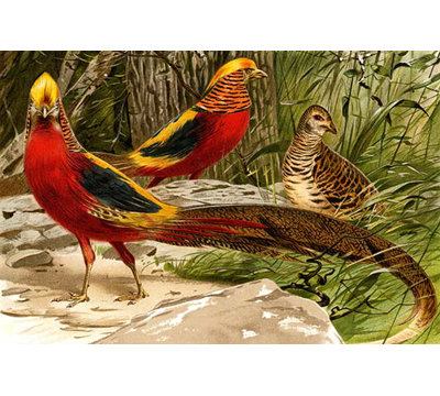 " Pheasants " by F.W. Kuhnert