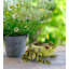 Décoration grenouille 9 po