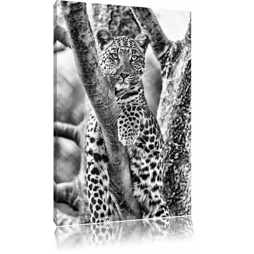 Leinwandbild Majestätischer Leopard auf Baum in Monochrom