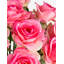 Iris Realtouch Rose Arrangement