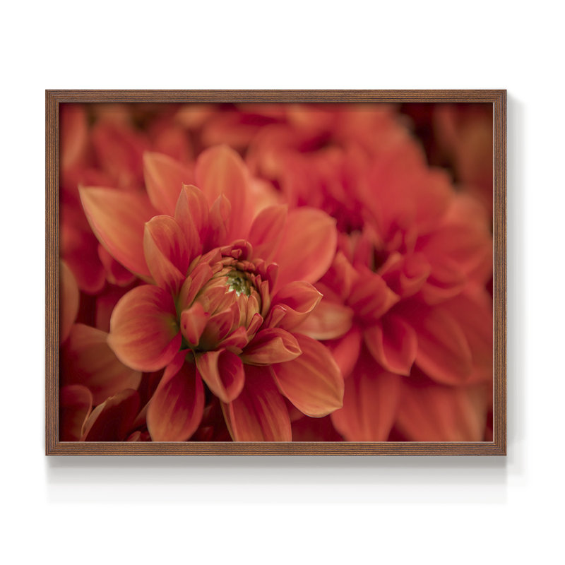 Spring Fire -Framed Print - Restickable, 22" H x 28" W, Walnut