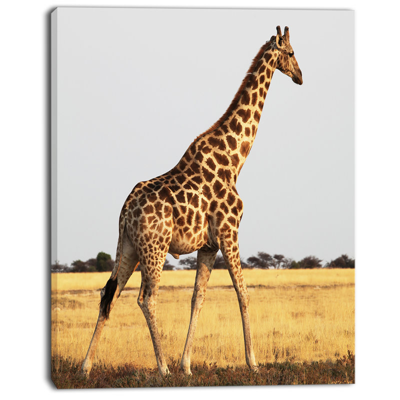 " Single Giraffe In Africa Walking ", 40" H x 30" W x 1" D