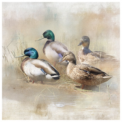 Housses de couette Mallard Ducks In Field