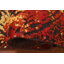 Tapis à motif abstrait All-Over 5 x 7