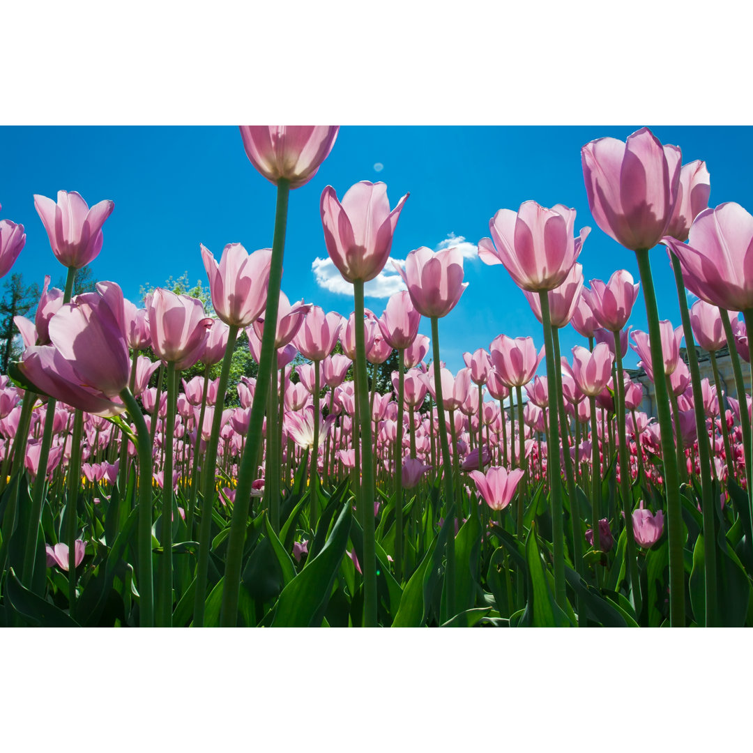 Leinwandbild Tulpenblumen