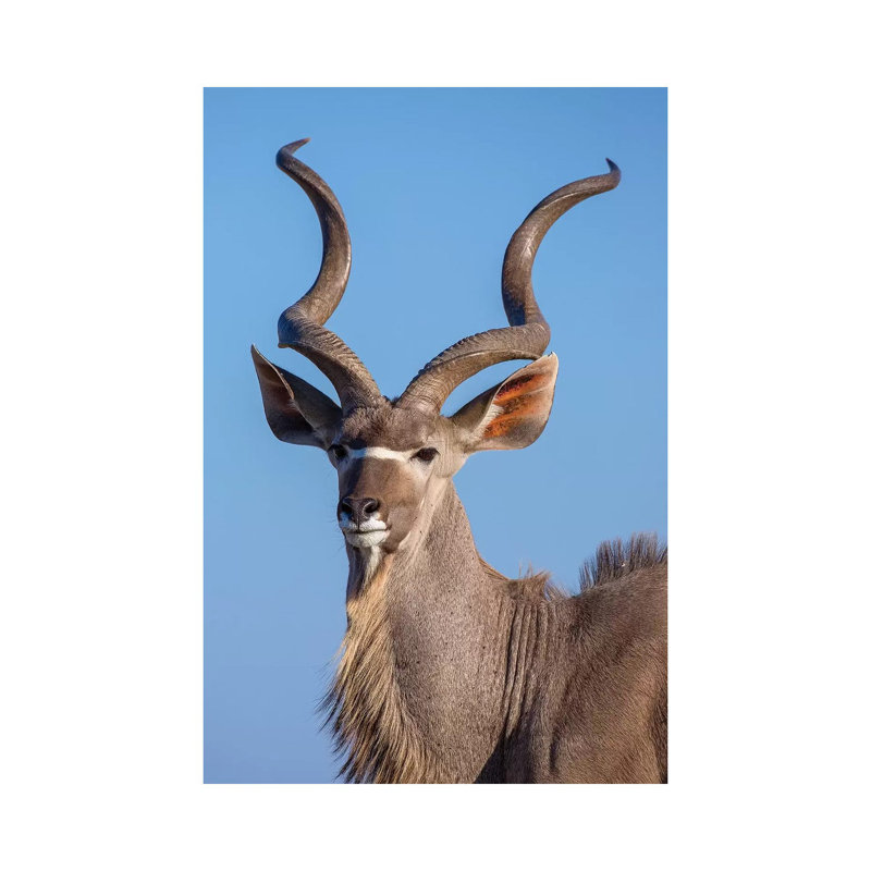 Kudu Portrait Etosha 1 Piece Wrapped Canvas Wall Art, 20.32 cm H x 30.48 cm W