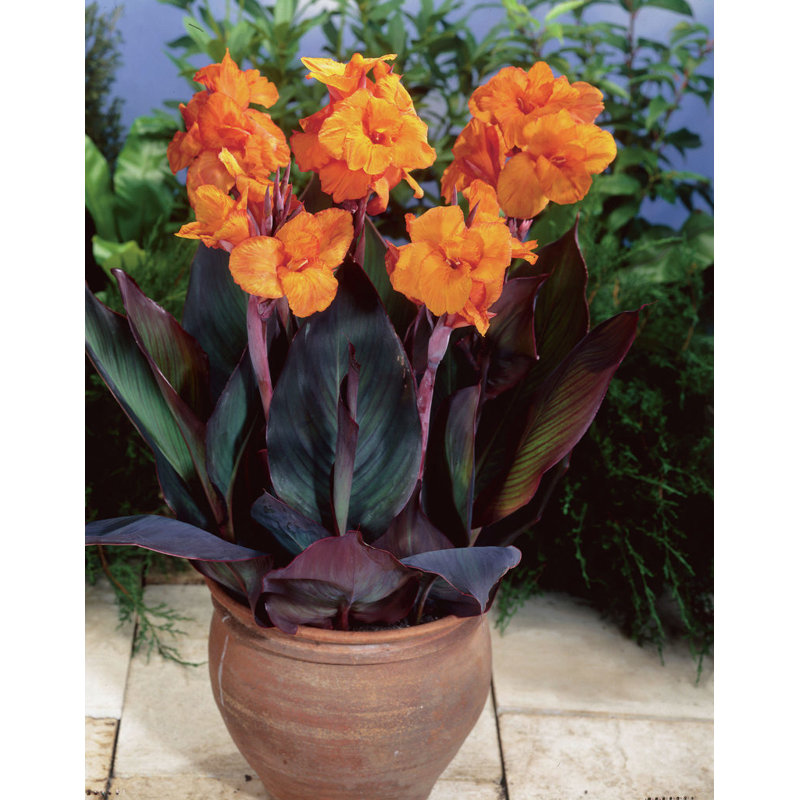 Spring 2016 Cannas-Bronze Leafed Wyoming