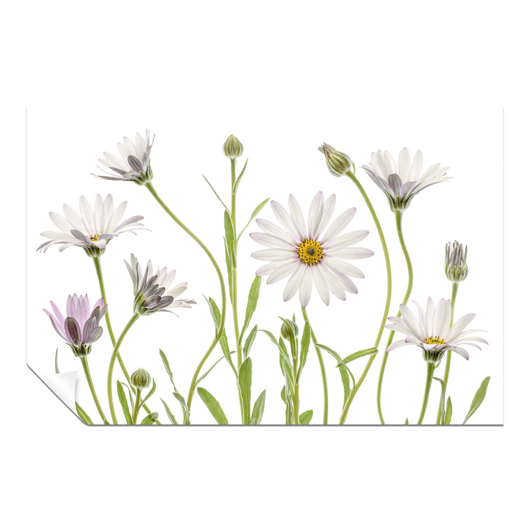 Rosalind Wheeler Fine Art Prints White African Daisies Floral Garden Artistic Unframed Poster, Pictures For Home Walls, Bedroom, Living Room & Bathroo
