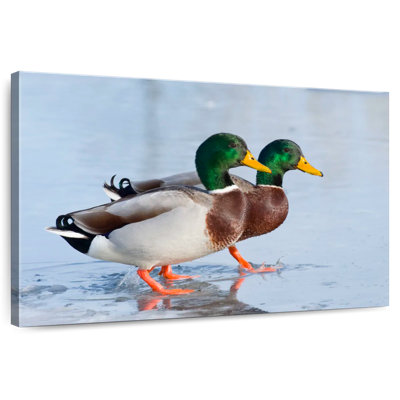 Duo canard colvert Brampt