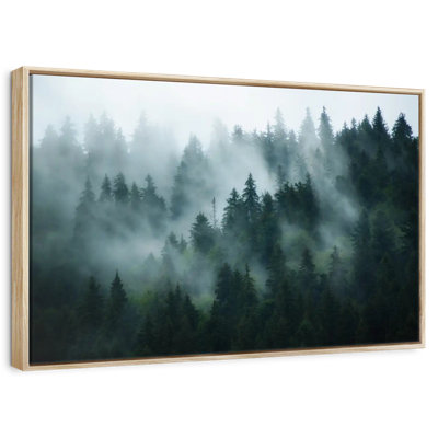 Fir Forest Morning Mist