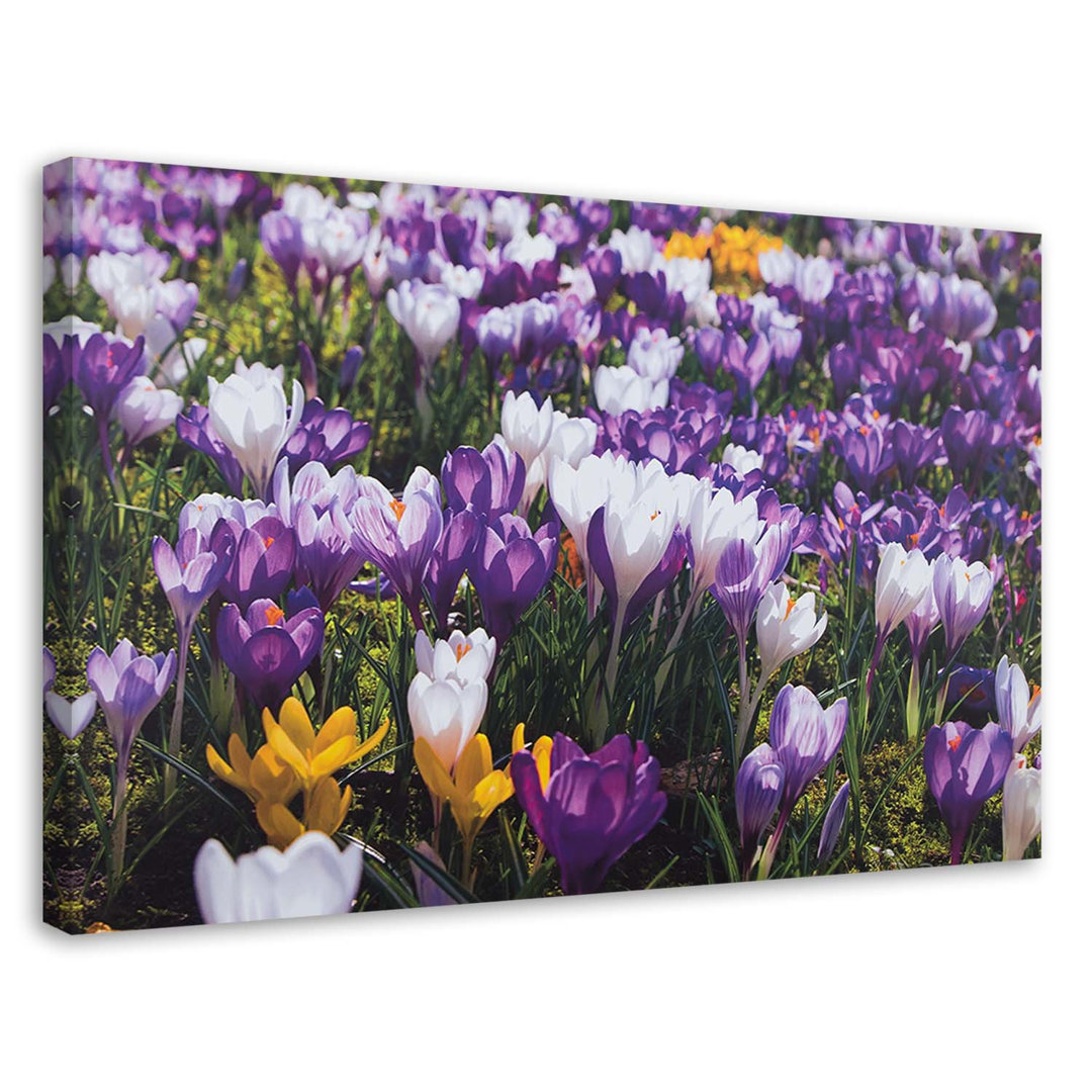 Leinwandbild Krokus Blumen Wiese Natur