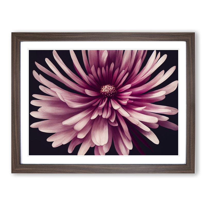 Irresistible Chrysanthemum Flower - Framed Print, 46cm H x 64cm W x 2cm D, Walnut