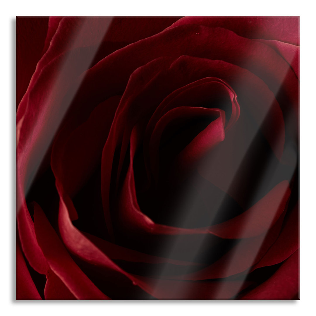 Glasbild Rote Rose