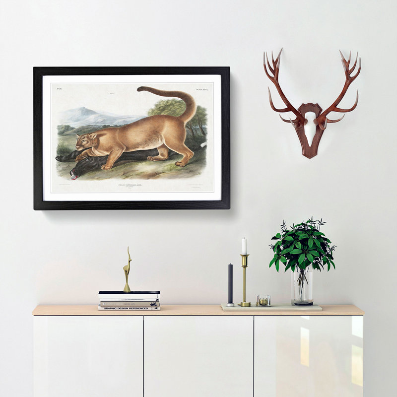 Cougar by J.W. Audubon - Picture Frame Painting Print, 48cm H x 65cm W x 2cm D, Black Framed