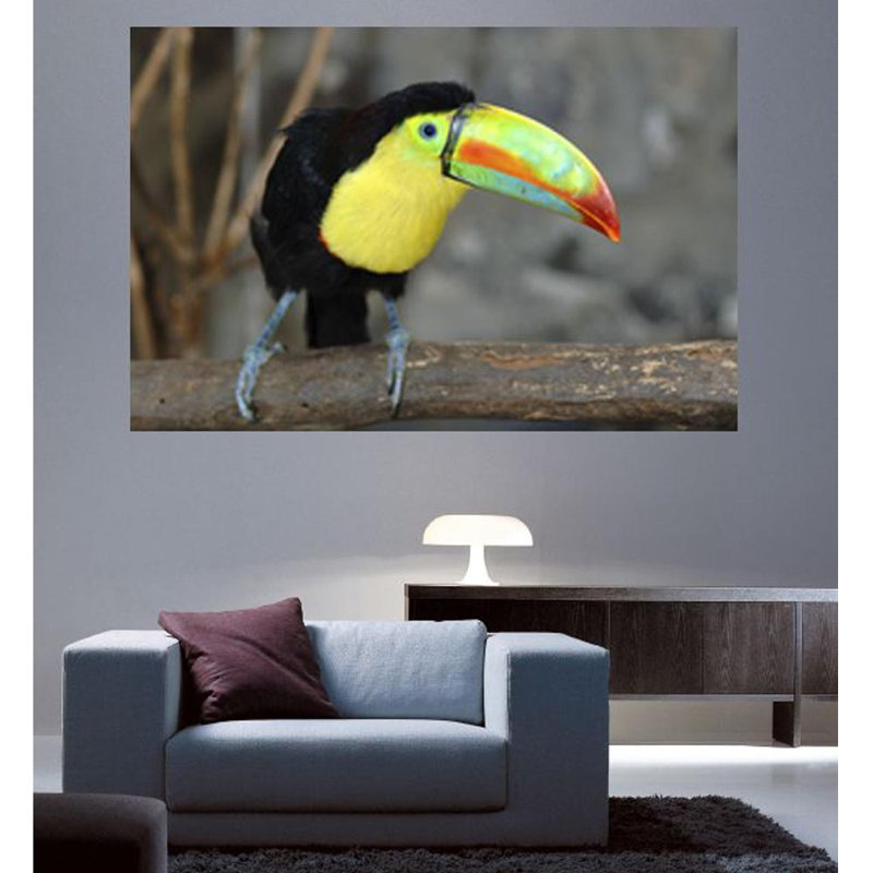 Adhésif décoratif Toucan I, H 31,5 po x l 48 po x P 0,1 po