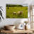 Crowle Icelandic Sheep-111838722