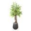 Mountain Fern Tree in Fiberstone Pot