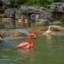 Flamant rouge flottant et blanc