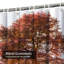Rideau de douche Big Autumn Tree-481094313