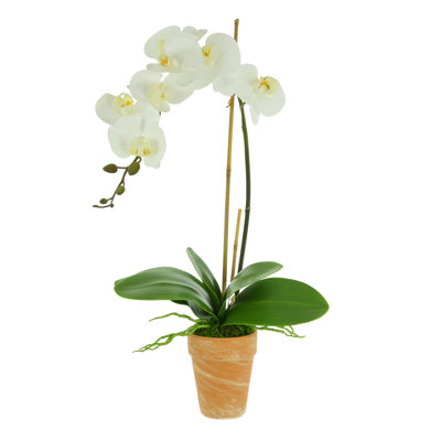 Orchid Arrangement in Clay Pot