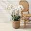 Conservatory Orchid Drop in Plant-516364592