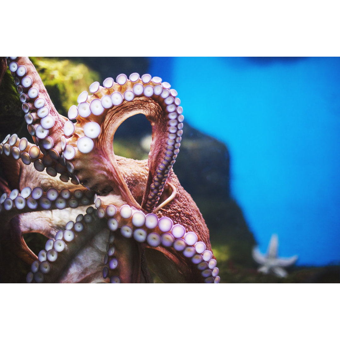 Oktopus unter Wasser im Aquarium