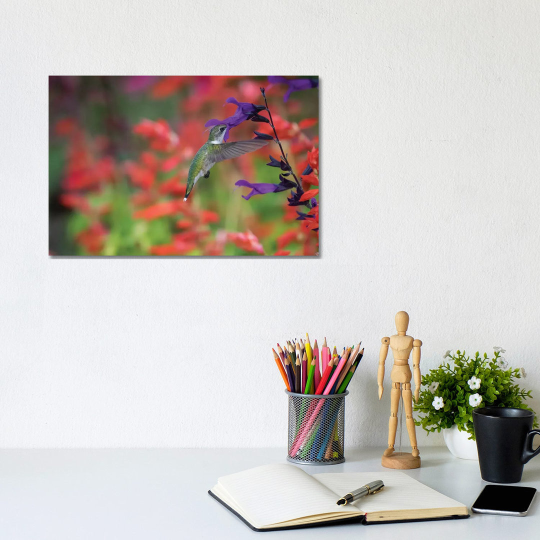 Rubinkehlkolibri auf Purple Majesty Salvia. Marion County, Illinois. von Richard & Susan Day - Gallery-Wrapped Canvas Gi...