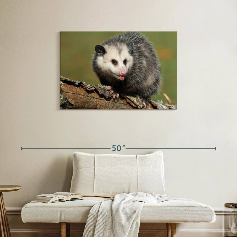 Brampt Angry Opossum, 24" H x 36" W