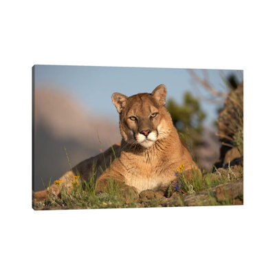 Mountain Lion Portrait, North America II by Tim Fitzharris - Wrapped Canvas Print