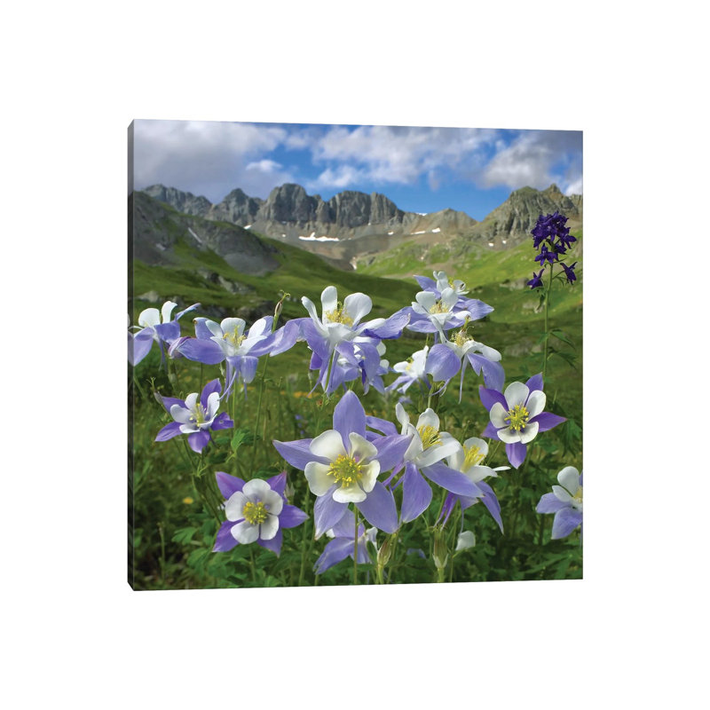 Colourado Blue Columbine Meadow At American Basin, Colourado by Tim Fitzharris - Print on Canvas, Wrapped Canvas
