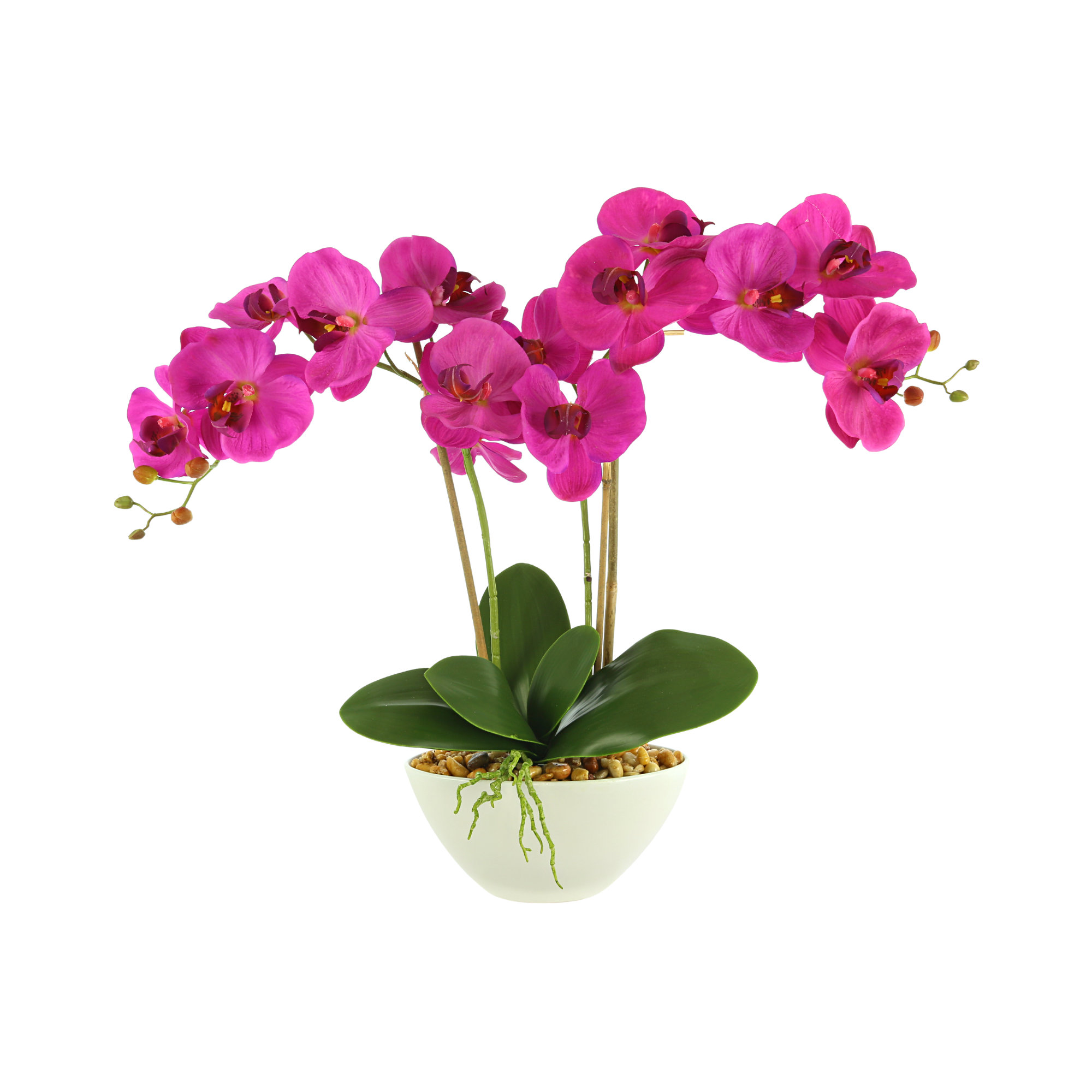 Primrue Orchid Arrangement in Pot | Wayfair