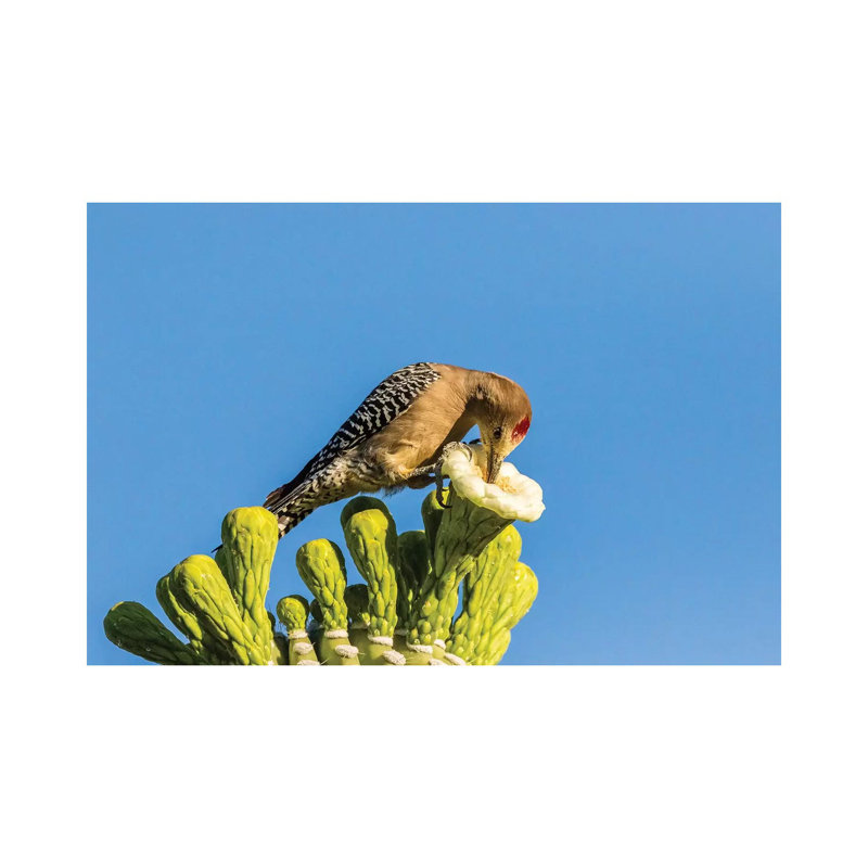 USA, Arizona, Sabino Canyon. Male Gila Woodpecker Feeding On Cactus Blossom. by Jaynes Gallery - Wrapped Canvas Print