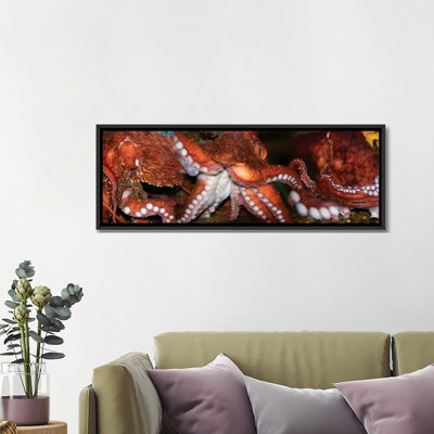 «Close-Up of Octopus», reproduction de photo sur toile
