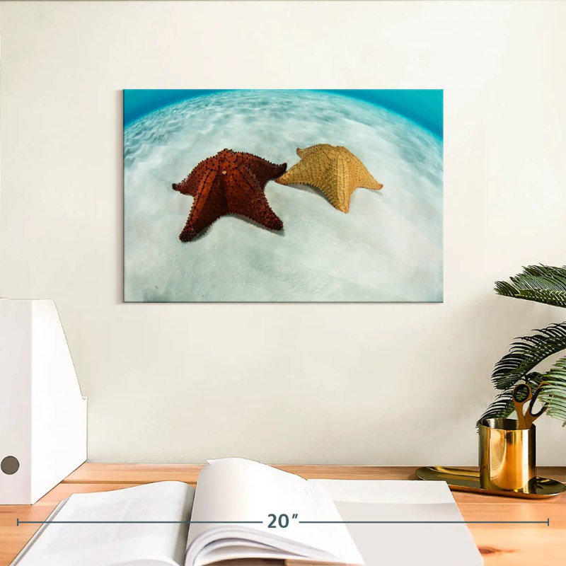 Brampt Caribbean Starfish, 8" H x 12" W