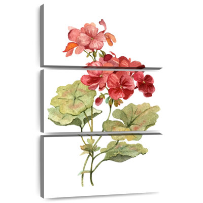 Scarlet Geranium