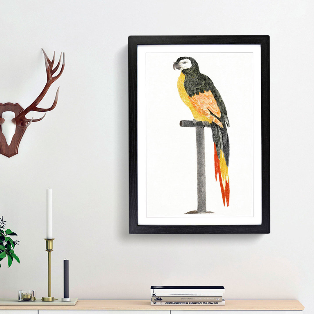 A Perched Parrot by Johan Teyler - Framed Print