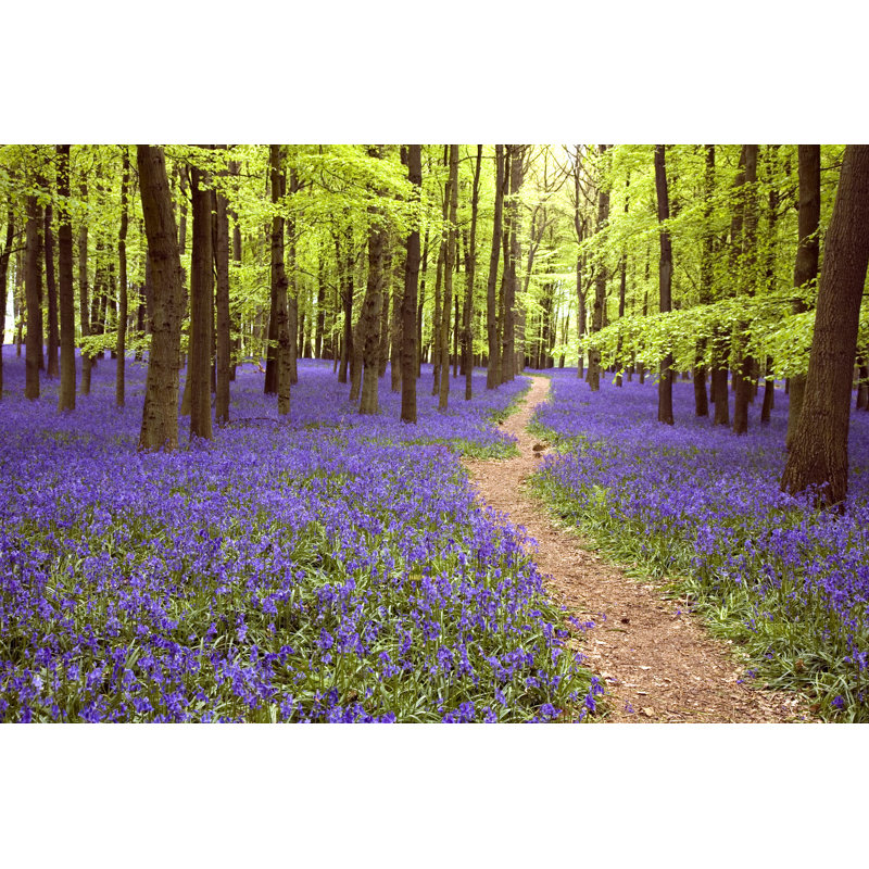 Bluebell Wood by Philipjamestoy - Wrapped Canvas Print